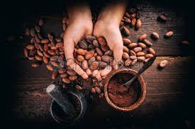 Bitter chocolate is produced by pressing roasted cocoa kernels (seeds) between hot rollers. Hand Holding Cocoa Beans Stock Photo Crushpixel