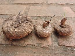 Image result for Ceropegia papillata