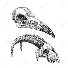 Here presented 63+ animal skull drawing images for free to download, print or share. Vector Sketch Illustration Animal Skulls Drawing By Hand Boho Style Use For Posters Postcards Print For T Shirt Tattoo Royalty Free Cliparts Vectors And Stock Illustration Image 62567412