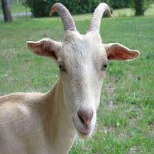 Can goat have aspirin for pain. Boar Goat For Sale Products Thailand Boar Goat For Sale Supplier