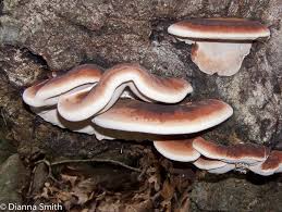 Image result for Ischnoderma resinosum