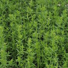 Image result for Galium scioanum