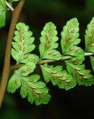 Image result for Athyrium lewalleanum