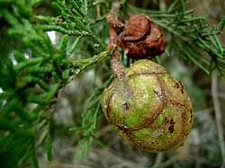 Image result for Cupressaceae