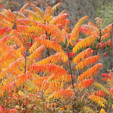 Image result for Rhus