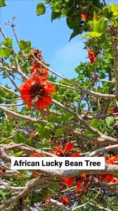 Image result for Erythrina afra