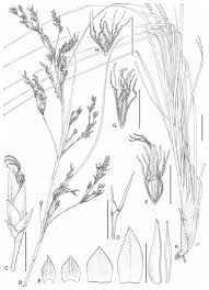 Image result for Pycreus macranthus