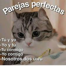 9 879 Me Gusta 334 Comentarios Gatos Con Frases El Michi En Instagram Gato Gat En 2020 Mejores Frases Romanticas Frases Gatos Frases Tontas