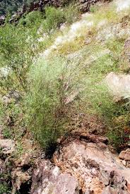 Image result for Amphiasma