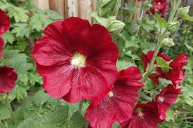 We have lots of inspirational perennial flower garden designs and ideas for your yard. 12 Red Flowers To Bring Vibrancy To The Garden Trees Com