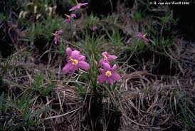 Image result for Velloziaceae