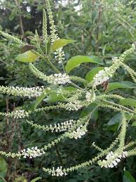 Image result for Aloysia