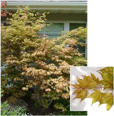 Download Hd Acer Palmatum Shigitatsu Sawa Japanese Maple Transparent Png Image Nicepng Com Use these free japanese maple png #64208 for your personal projects or. nicepng