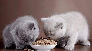 Cara merawat kucing anggora gambar kucing anggora paling imut. 16 Rekomendasi Merk Makanan Kucing Harga Terbaru 2021