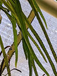 Image result for Lepisorus