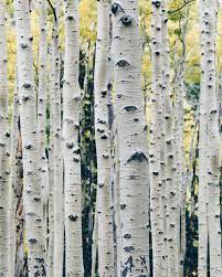 Aspen Tree Pictures Download Free Images On Unsplash Tree Images Aspen Trees Scandinavian Print
