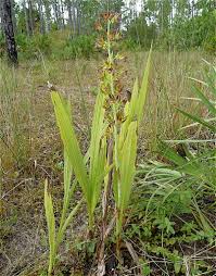 Image result for Eulophia alta