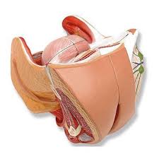 Image result for female sex organ