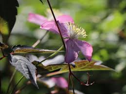 Clematis montana 'rubens', een bosdruif of bosrank, is ontstaan als natuurlijke licht roze variatie op de witbloemige soort. Clematis Freda Clematis Montana Freda Baumschule Horstmann