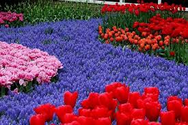 For the most part, it is because their habitats have been destroyed by human activity. Create Meme All Flowers Of The World All Flowers Of The World Tulips Keukenhof Pictures Meme Arsenal Com