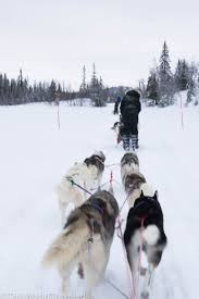 Overnight Dog Sledding In Stromsund Sweden