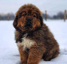 Image Of Tibetan Mastiff Dog Breed Aka Tibetan Dog Dogs Dogbreeds Tibetanmastiff Tibetandog Tibetan Mastiff Puppy Tibetan Dog British Mastiff