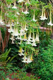 You Must Be Wondering Which Plants Are Actually Poisonous So We Are Giving You Ten That Are Pretty Much On Deadly Plants Poisonous Plants Angel Trumpet Plant