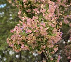 Image result for Dissotis speciosa