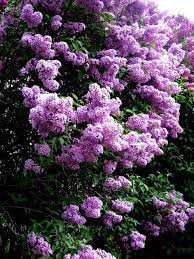Lilacs Lilac Gardening Lilac Bushes Lilac Tree