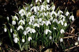 Common Snowdrop Bulbs For Sale Uk Grown Ashridge Nurseries
