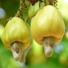 Image result for Anacardium