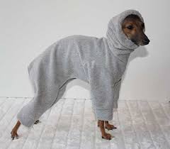 There are 684 pekingese puppies for sale on etsy, and they cost $16.15 on average. Italian Greyhound Puppies For Sale Nj