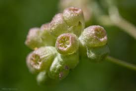 Image result for Psychotria sublyrata