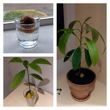 Avoid using a knife so there is no damage to the seed. Here S How To Grow Your Own Avocado Tree From An Avocado Pit Intelligent Living