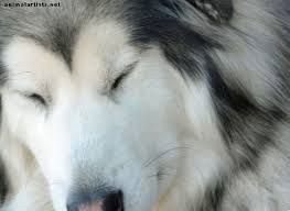 Non esistono, quindi, alimenti capaci di far dimagrire. Come Fermare Il Tuo Cane Dalle Scoregge Cani 2021