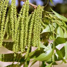 Image result for Carya illinoinensis