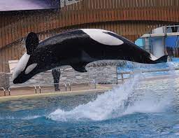 Katina ❤️ #seaworld#orlando #orca #killerwhale #shamu #orcaencounter #katina