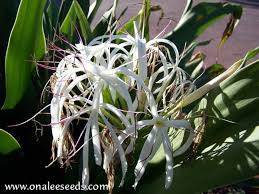 As interesting as its name, these spider plant benefits are wonderful and can make you a fan of this plant. Crinum Lily C Asiaticum Giant White Spider Lily 2 Year Old Plant