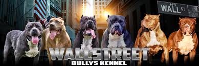 No other pitbull kennel in ohio can match mr pitbull for quality, selection, and value. Xl Xxl Pitbull Xl Xxl American Bully Puppies In Ohio Xl American Bully Breeders In Nw Ohio