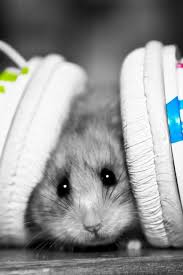 Hamster With Headphones Looks Scared Wonder What Type Of Music The Hamster Is Listening To Animalslovemusic Music Animals Animals Hamster Cute Hamsters