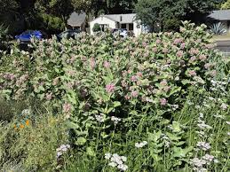 Image result for Asclepias longissima