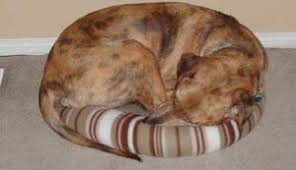 They are also likely to shed their hair on the bed. Dog Bed Washing 3 Secret Ingredients That Every Dog Owner Needs To Know