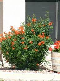 The Cape Honeysuckle Is An Evergreen Shrub That Grows To 8 Tall With Pruning Or A Vine That Reaches 20 With Support The L Plants Winter Plants Shade Plants
