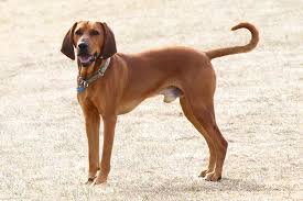 Redbone Coonhound Dog Breed Information