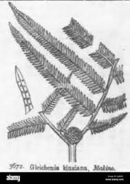 Image result for Gleichenia elongata