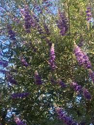 Here are a few small scale trees that we especially like for the smaller walled gardens so common in the desert. Shade Trees For The Desert Garden Gardening In The Desert
