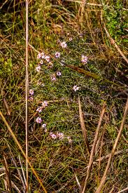 Image result for Athrixia phylicoides