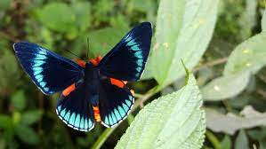 Fleeting Moments How Long Do Butterflies Live Ask An Entomologist