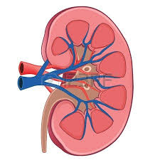 Kidney Vector Illustration Vector Illustration Illustration Cartoon Drawings
