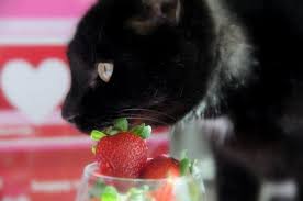 If you are also a cat lover you will get the answers to your queries from us. Can Cats Eat Strawberries What To Know About Feeding Cats Fruit